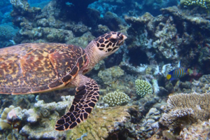 Aslan the Turtle, adopted by Oyku Gursu Adopted hawsbill turtle, Maldives. Image