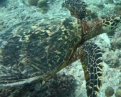 Adopted hawksbill turtle, Maldives. Image.