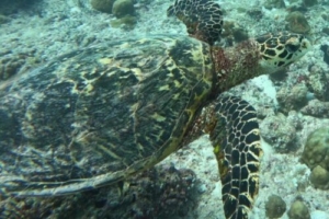 Jean-Paul, hawksbill, adopted by Justine. Adopted hawksbill turtle, Maldives. Image.