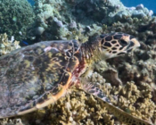 Hawksbill turtle on coral reef, Dhadi Faru, South Male Atoll, Maldives. Image.