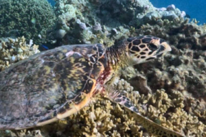 Doo-doo, hawksbill, adopted by Intour Maldives Hawksbill turtle on coral reef, Dhadi Faru, South Male Atoll, Maldives. Image.