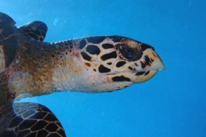 Manikfaan, hawksbill, adopted by Intour Maldives Hawksbill turtle facial profile, Ozen Oceanside, South Male Atoll, Maldives. Image.