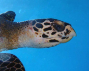 Hawksbill turtle facial profile, Ozen Oceanside, South Male Atoll, Maldives. Image.