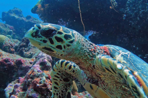 Kamana, hawksbill, adopted by Intour Maldives Hawksbill turtle on coral reef, Ozen Oceanside, South Male Atoll, Maldives. Image.