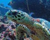 Hawksbill turtle on coral reef, Ozen Oceanside, South Male Atoll, Maldives. Image.