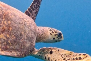 Lucas Riddell, hawksbill, adopted for Lucas Riddell by Saint Rose School Hawksbill turtle swimming, Fanagiri, South Male atoll, Maldives. Image.