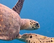 Hawksbill turtle swimming, Fanagiri, South Male atoll, Maldives. Image.