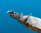 Adopted turltle in the Maldives. Image