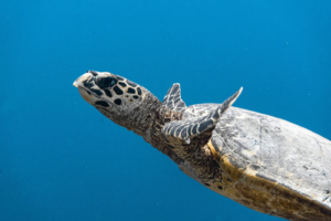 Nora, hawksbill, adopted. Adopted turltle in the Maldives. Image