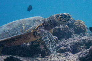 Myny, adopted for the Lugi Family. Adopted turtle in the Maldives.
