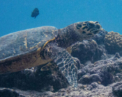 Adopted turtle in the Maldives.