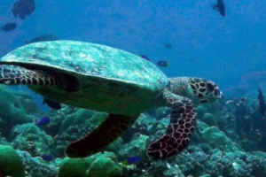 Goyye, hawksbill, adopted by Intour Maldives Hawksbill turtle swimming away, Rasfari Manta Point, North Male Atoll, Maldives. Image.