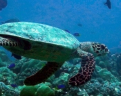 Hawksbill turtle swimming away, Rasfari Manta Point, North Male Atoll, Maldives. Image.