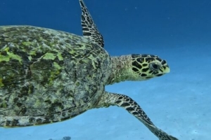 Franklin, hawksbill, adopted for Suvadiva Dive Center by Sara De Nicolo Hawksbill turtle swimming over sand, Pullman housereef north, Gaafu atoll, Maldives. Image.