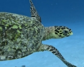 Hawksbill turtle swimming over sand, Pullman housereef north, Gaafu atoll, Maldives. Image.