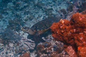 Neville, hawksbill, adopted by Zand & Em Hawksbill turtle, Muthaafushi, Baa atoll, Maldives. Image.