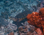 Hawksbill turtle, Muthaafushi, Baa atoll, Maldives. Image.