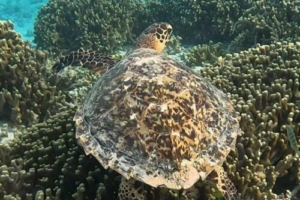 Maddie, hawksbill, adopted by Jasper Jones Hawksbill turtle on coral reef, Cocoon Corner, Lhaviyani atoll, Maldives. Image.