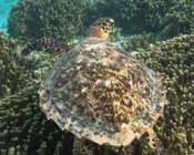 Hawksbill turtle on coral reef, Cocoon Corner, Lhaviyani atoll, Maldives. Image.