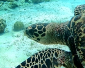 Hawksbill turtle, OBLU Sangeli House Reef, North Male Atoll, Maldives. Image.