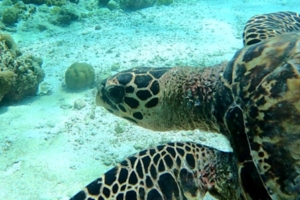 Kaanlow, hawksbill, adopted by Intour Maldives Hawksbill turtle, OBLU Sangeli House Reef, North Male Atoll, Maldives. Image.