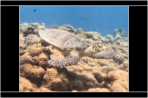 Lalo Salamanca, hawksbill, adopted by Bonnie and Jan Hawksbill turtle, Dhegiri Reef, North Male atoll, Maldives. Image.