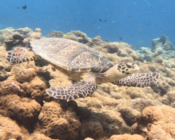 Hawksbill turtle, Dhegiri Reef, North Male atoll, Maldives. Image.