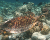 Hawksbill turtle swimming over reef, Kodhipparu, North Male Atoll, Maldives. Image.