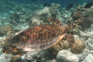Subu, hawksbill, adopted by Intour Maldives Hawksbill turtle swimming over reef, Kodhipparu, North Male Atoll, Maldives. Image.