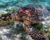 Adopted turtle in the Maldives. Image