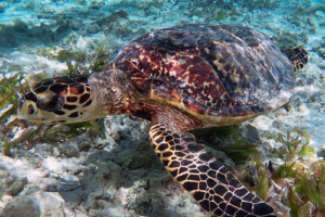 Florence, hawksbill, adopted by Billy. Adopted turtle in the Maldives. Image