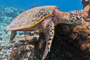 Will, hawksbill, adopted by Olivia Klocker Hawksbill turtle swimming over a rock, Dhegeri Reef, North Male atoll, Maldives. Image.