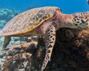 Hawksbill turtle swimming over a rock, Dhegeri Reef, North Male atoll, Maldives. Image.