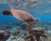 Adopted turtle in the Maldives. Image