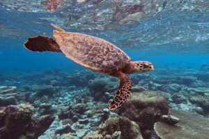 Minellie, hawksbill, adopted by Ellie & Min. Adopted turtle in the Maldives. Image