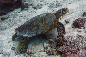 Terrance, hawksbill, adopted by James Hawksbill turtle, Medhufaru house reef, Noonu atoll, Maldives. Image.