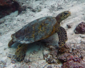 Hawksbill turtle, Medhufaru house reef, Noonu atoll, Maldives. Image.