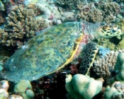 Hawksbill turtle swimming over reef, Nasiro Thila, North Male Atoll, Maldives. Image.