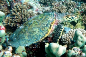 Fufu, hawksbill, adopted by Intour Maldives Hawksbill turtle swimming over reef, Nasiro Thila, North Male Atoll, Maldives. Image.