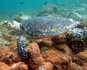Hawksbill turtle swimming over coral reef, Kodhipparu Thila, North Male Atoll, Maldives. Image.