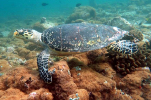 Assidha, hawksbill, adopted by Intour Maldives Hawksbill turtle swimming over coral reef, Kodhipparu Thila, North Male Atoll, Maldives. Image.