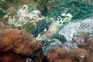 Koimala, hawksbill, adopted by Intour Maldives Hawksbill turtle amongst the corals, Kodhipparu Thila, North Male Atoll, Maldives. Image.