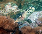 Hawksbill turtle amongst the corals, Kodhipparu Thila, North Male Atoll, Maldives. Image.