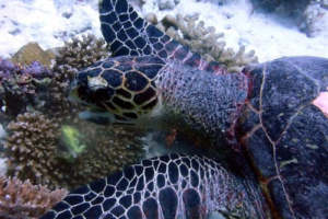 Pookie, hawksbill, adopted by Intour Maldives Hawksbill foraging on a reef, Kuda Finolhu, North Male Atoll, Maldives. Image.