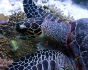 Hawksbill foraging on a reef, Kuda Finolhu, North Male Atoll, Maldives. Image.