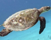 Hawksbill turtle swimming over sand, Dhegiri Reef, North Male Atoll, Maldives. Image.
