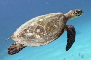 In, hawksbill, adopted by Intour Maldives Hawksbill turtle swimming over sand, Dhegiri Reef, North Male Atoll, Maldives. Image.