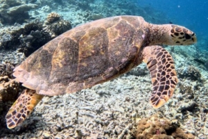 Tour, hawksbill, adopted by Intour Maldives Hawksbill turtle swimming over reef, Dhegiri Reef, North Male Atoll, Maldives. Image.
