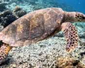 Hawksbill turtle swimming over reef, Dhegiri Reef, North Male Atoll, Maldives. Image.