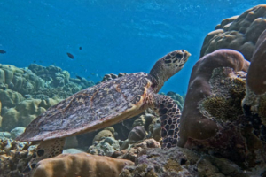 Fushani, hawksbill, adopted by Taylor Nielsen and Sarafina Nance Hawksbill turtle on a coral reef, Medhufaru house reef north, Noonu atoll, Maldives. Image.
